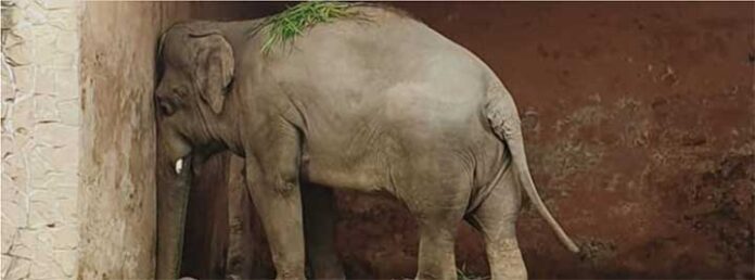 Kaavan