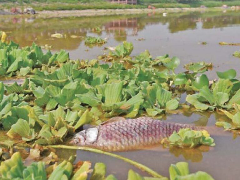 Two Arrested for Poisoning Rawal Dam Water; National Assembly Committee Demands Strict Action