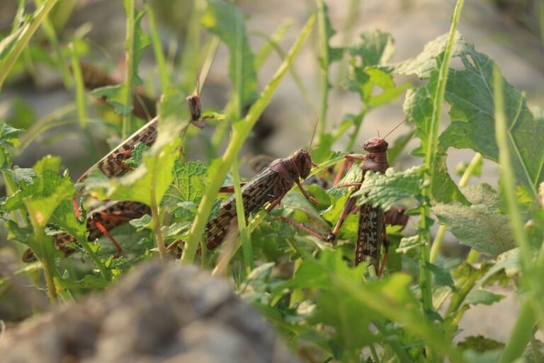 The Changing Landscape of Insects: How Climate Change is Affecting Insects and their Habitats